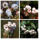 Rare 5 PCS Gaultheria hispida Seeds Snowberry