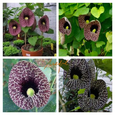 Rare 1 PC Aristolochia elegans Seed