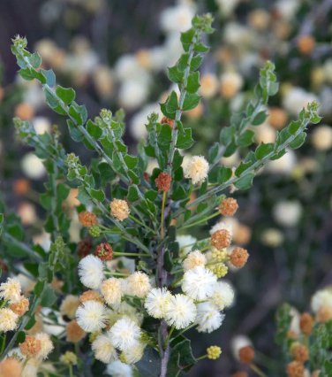 Rare 5 PCS ACACIA orbifolia Seeds