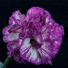 Rare 100 PCS Colorful Carnations Seeds Dianthus Caryophyllus Cut Flowers violet