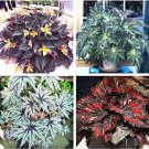 Rare 120 PCS Mixed 4 Types Begonia Seeds Includin Fire Red, Green, White, Gray Red
