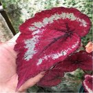 Rare 100 PCS 'SPOT WHITE' Coleus Seeds Fire Red with White Line Spots Leaves