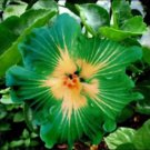 Rare 100 PCS Green Hibiscus Seeds