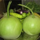 Rare 100 PCS Asian Vegetable Calabash Round Edible Bottle Gourd
