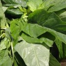 Rare 100 Jamaican CALLALOO Seeds (Edible Amaranth) Real Jamaican Organic Heirloom