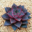 Rare 100 PCS Echeveria Purpusorum Seeds