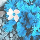 Rare 100 PCS ACID Blue Oxalis Seeds Wood Sorrel Flowers