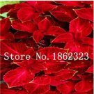 Rare 200 PCS Fire Red Coleus Seeds Herb Ornamental Plants