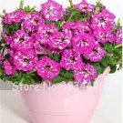 Rare 300 PCS Petunia Seeds Rose Pink Big Flowers with White Spots
