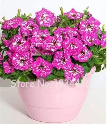 Rare 300 PCS Petunia Seeds Rose Pink Big Flowers with White Spots