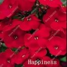 Rare 100 PCS Phlox Drummondii Seeds Dark Red Flowers