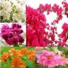 Rare 10 PCS Mixed Bougainvillea Seeds Perennial White Dark Red Red Orange Pink Flowers
