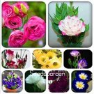 Rare 100 PCS Eustoma Bonsai Seeds Mixed Colors Bonsai Perennial Flowering Plants
