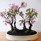 Rare 10 PCS Pink Bonsai Sakura Seeds Garden Sakura Japanese Cherry Blooms Flower