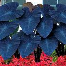 Rare 20 PCS Alocasia Macrorrhiza Green Giant Taro Bonsai Seeds Dark Green Color