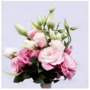 Rare 100 PCS Eustoma Grandiflorum Seeds Water Pink Double Flowers Hybrid