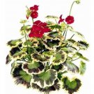 Rare 100 PCS Geranium Seeds Variegated Red Flowers with Colorful Leaves