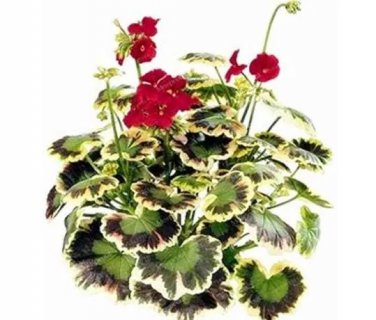 Rare 100 PCS Geranium Seeds Variegated Red Flowers with Colorful Leaves
