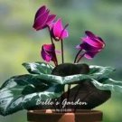 Rare 50 PCS Purplish Red Cyclamen Flower Seeds Perennial Flowering Bonsai Plants