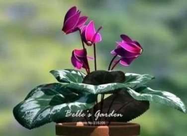 Rare 50 PCS Purplish Red Cyclamen Flower Seeds Perennial Flowering Bonsai Plants