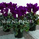 Rare 120 Pcs/Bag Multiple Color Cyclamen Seed, Cyclamen Flower