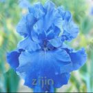 Rare Iris Flower 100 Seeds, Fully Light Blue Semi-Double Flowers