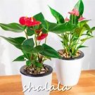 Rare Anthurium plant 500 Seeds, Red Flowers