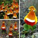 Rare Bizarre Weird Flowers 100 Seeds
