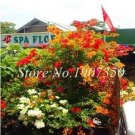 Rare Bougainvillea Dwarft Seeds, Mixed 100 Seeds