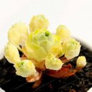 Rare 100 Mountain Rose Garden Greenovia Seeds
