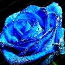 Rare Blue Rose Flowers 50 Seeds