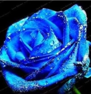 Rare Blue Rose Flowers 50 Seeds