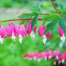 Rare 100 Perennial Spectabilis Herbs Dicentra Plant Bleeding Heart Pink Flower Seeds