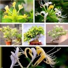 RareChinese Honeysuckle Vine Seeds 100