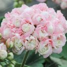 Rare Geranium Seeds, Apple Blossom Rosebud Pelargonium, Light Pink Flowers 100