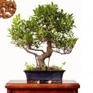 Rare Ficus Microcarpa Tree Green Seeds 20