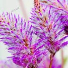 Rare 200 Australia foxtail flores Seeds, Purple