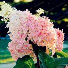 Rare 20 'Vanilla Strawberry' Hydrangea Flower Seeds