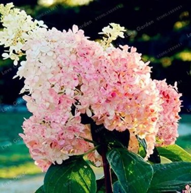 Rare 20 'Vanilla Strawberry' Hydrangea Flower Seeds