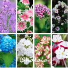 Rare Mixed Phlox 200 Seeds