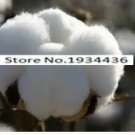Rare 400pcs/bag Cotton Seeds