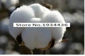 Rare 400pcs/bag Cotton Seeds