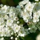 Rare Crataegus punctata Tree 20 Seeds