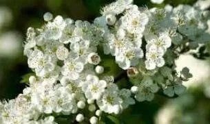 Rare Crataegus punctata Tree 20 Seeds