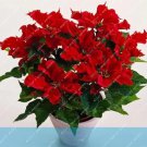 Rare Poinsettia Euphorbia Pulcherrima potted Plant 200 Seeds
