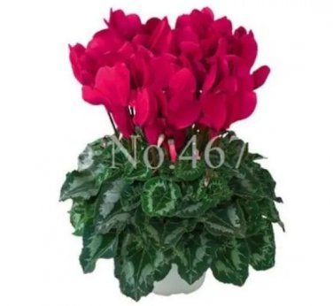 Rare 200pcs/bag Cyclamen Seeds, Dark Red Flowers