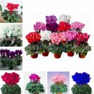 Rare 200pcs/bag Cyclamen Seeds, Dark Red Flowers