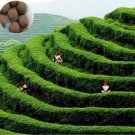 Rare Chinese Green Tea Tree 2 Seed Plant Tea for Healthy Seed
