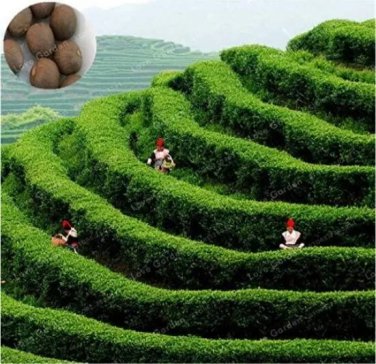 Rare Chinese Green Tea Tree 2 Seed Plant Tea for Healthy Seed