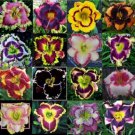 Rare Daylily Semillas Perennial Flower Seeds, 100 Mixed